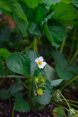 Strawberry Plant with Flower and Green, Unripe Berries in Garden