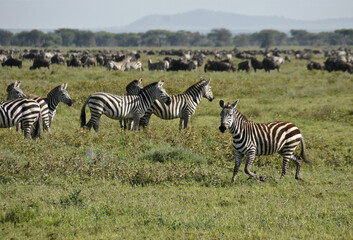 Fototapeta na wymiar Common zebras and wildebeests during the migration, Ndutu, Ngorongoro Conservation Area, Tanzania