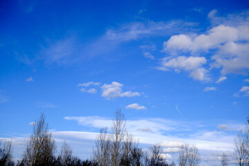 Huge and dried tree with no leaves with blue sky and white clouds background.