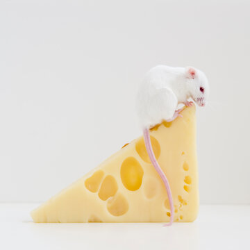 Studio shot of white mouse sitting on top of slice of cheese