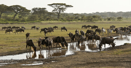 Fototapeta na wymiar Wildebeests and zebras drinking, Ndutu, Ngorongoro Conservation Area, Tanzania