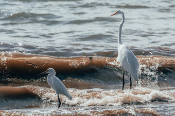 White herons (egretta thula & ardea alba), enjoying the waves of the bay while hunting and fishing. 