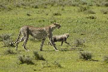 Obraz premium Female cheetah and cub walking in green grass, Ndutu, Ngorongoro Conservation Area, Tanzania