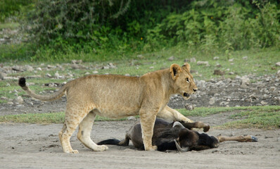 Fototapeta na wymiar Young lion not sure how to handle a sick young wildebeest that collapsed in the road, Ndutu, Ngorongoro Conservation Area, Tanzania