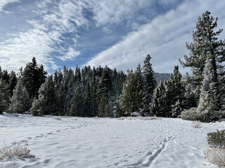 Snow covered trees and meadow on a winter day with blue skies and clouds