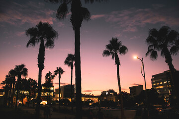 Obraz premium Colorful Sky Pink Colours Palm Trees