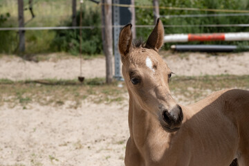 Small newborn yellow foal looking over the shoulder to the camera. Neck and head against a sandy background