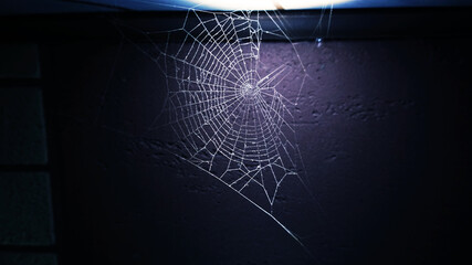 Spider web