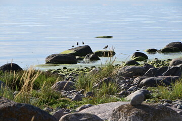 Steine und Strand an der Ostsee im Lahemaa-Nationalpark in Estland