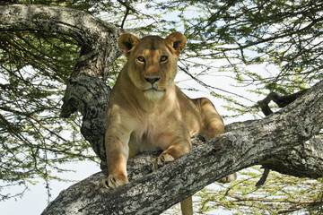 Lion resting in acacia tree, Ndutu, Ngorongoro Conservation Area, Tanzania © Michele Burgess