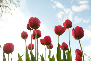 Group of red tulips against the sky.