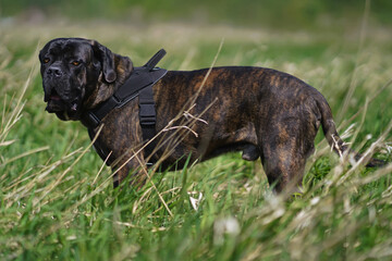 Brindle Cane Corso dog with uncropped ears wearing a black harness standing in a green grass in...