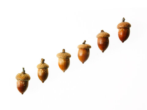 Row of Acorns on white background