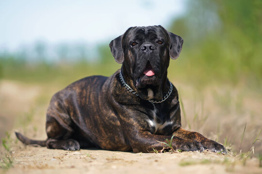 Brindle Cane Corso dog with uncropped ears and a chain collar posing outdoors lying down on a rural road in summer - Powered by Adobe