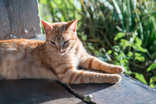dramatic image of a orange tabby cat sitting on the porch enjoying some sunshine, with blurred green background.