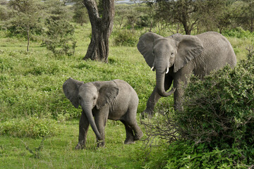Naklejka na ściany i meble Wary female elephant and calf, Ndutu, Ngorongoro Conservation Area, Tanzania