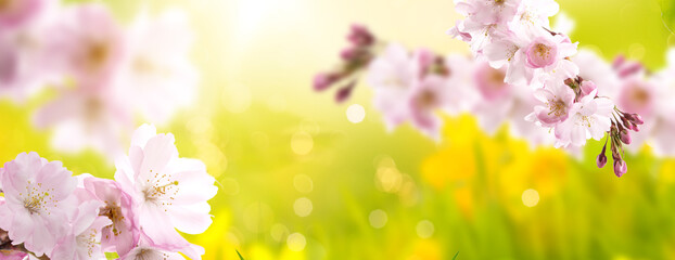 Cherry blossom tree in beautiful summer and springrime background with bokeh.