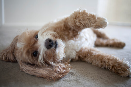 Cockapoo dog lying on floor
