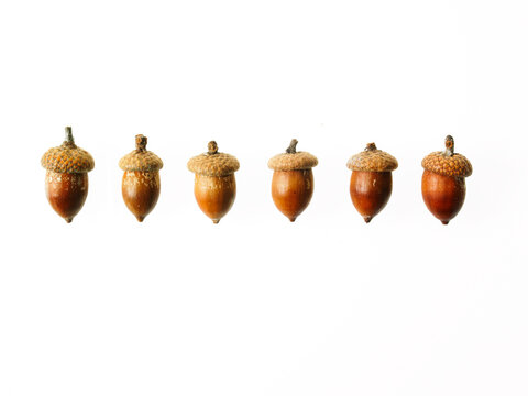 Row of Acorns on white background