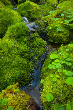 USA, Oregon, Mount Jefferson Wilderness, Trickle with mossy rocks