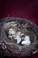 Fototapeta na wymiar Little fresh Quail Eggs In a nest on red Background