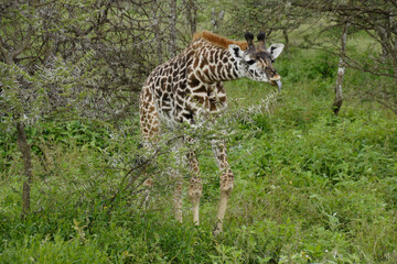 Young Masai giraffe browsing on thorny acacia tree, Ndutu, Ngorongoro Conservation Area, Tanzania