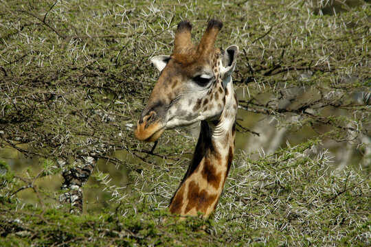 Masai giraffe's head emerging from thorny acacia tree, Ndutu, Ngorongoro Conservation Area, Tanzania