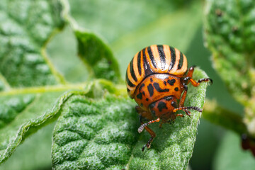 Crop pest, the Colorado potato beetle sits on the leaves of potatoes