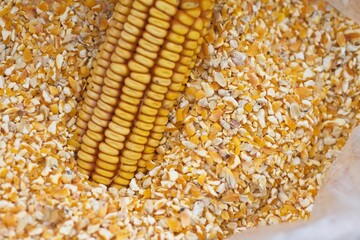 one-ear corn on chopped, ripe kernels