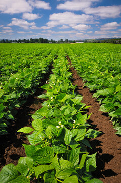 USA, Oregon, Marion County, Green bean field