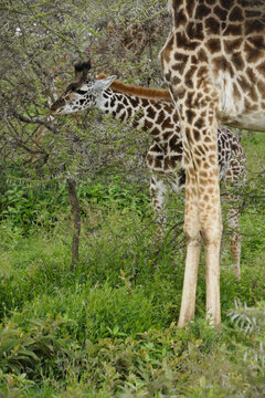 Young Masai giraffe browsing on acacia tree while mother stands guard, Ndutu, Ngorongoro Conservation Area, Tanzania