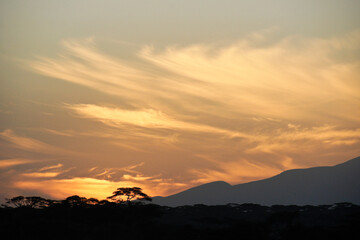 Cirrus clouds and acacia trees at sunrise, Ndutu, Ngorongoro Conservation Area, Tanzania