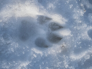 dog foot print  in a snow