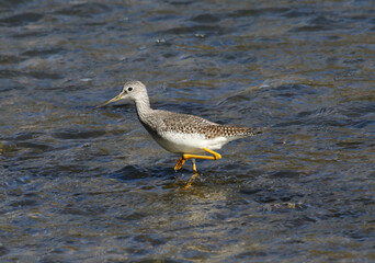 A Greater Yellowlegs (Tringa melanoleuca) shorebird wading in shore of the Conestogo river near St. Jacob's, Ontario, Canada.