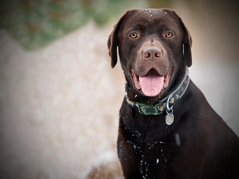 UK, Suffolk, Thetford Forest, Portrait of chocolate labrador