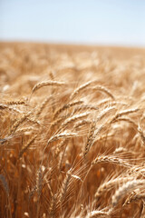 golden wheat field in summer