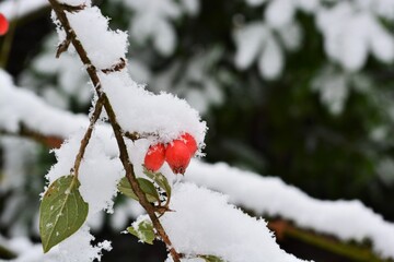 Red berries of rose hip or dog rose covered in fluffy snow. 