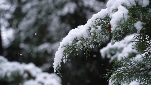 Schneefall an Zweigen mit Schneebedeckung