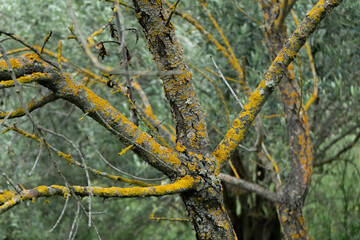 Costras amarillas en el tronco del árbol