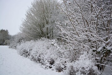 Winter landscape in Oxfordshire. Snow covered trees in the park. 