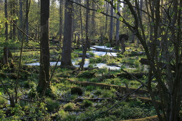 Primeval forest