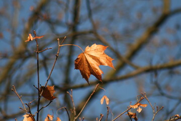 Leaf