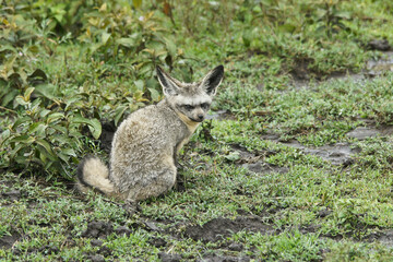 Bat-eared fox, Ngorongoro Conservation Area (Ndutu), Tanzania