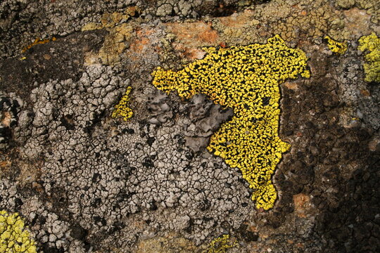 Life on rocks