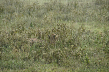 Cheetah hunkered down in bush for protection against a downpour, Ngorongoro Conservation Area (Ndutu), Tanzania