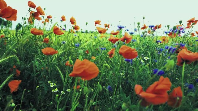 Mohnblumenfeld in windiger Umgebung