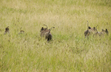 Family of warthogs running away in long grass, tails held high, Serengeti National Park, Tanzania