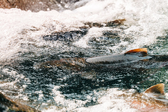 Closeup view of salmon fins sticking out of a pool of water on a river