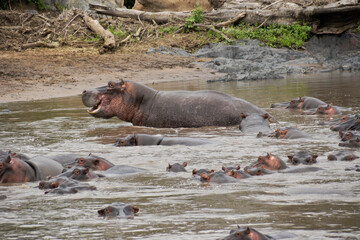 Hippos cooling off in river, Serengeti National Park, Tanzania