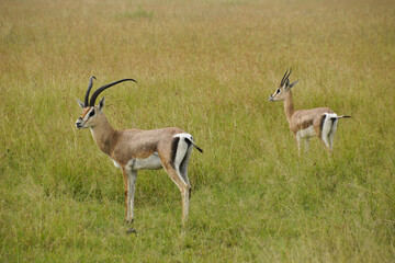 Male (with bent horns) and female Grant's gazelles in long grass, Serengeti National Park, Tanzania